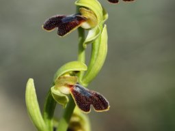 3_Ophrys_blitopertha_-_Jean-Luc_blanchard